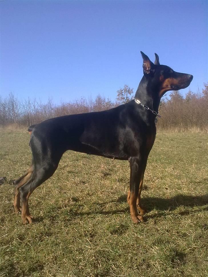 Dobermann Tika di Altobello - Tika 1 år og 10 mdr marts 2009 billede 7
