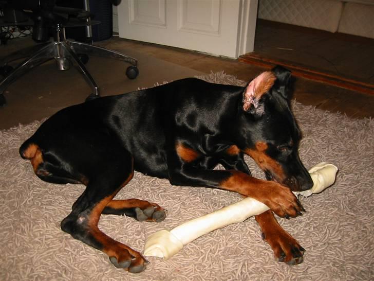 Dobermann Tika di Altobello - 7 mdr billede 8