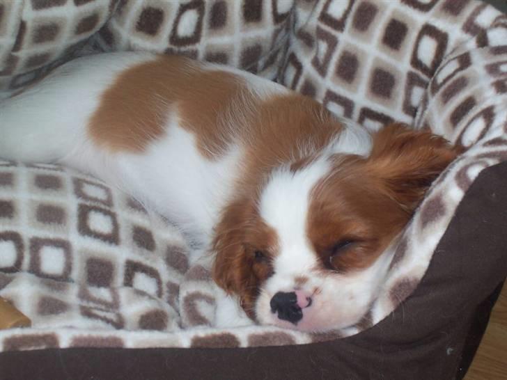 Cavalier king charles spaniel Eilidh billede 1