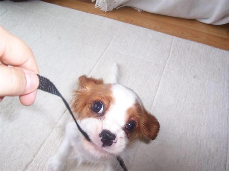 Cavalier king charles spaniel Eilidh billede 2
