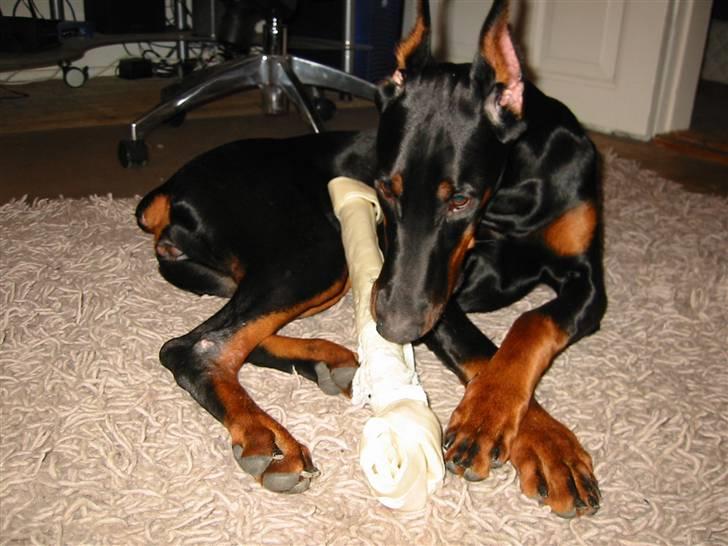 Dobermann Tika di Altobello - 7 mdr billede 9