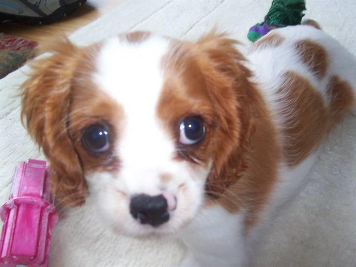 Cavalier king charles spaniel Eilidh billede 3