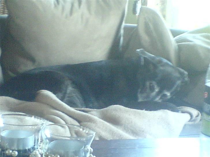 Blanding af racer Blackie - tykke lille Blackie som putter i sofaen :) som altid.. billede 1