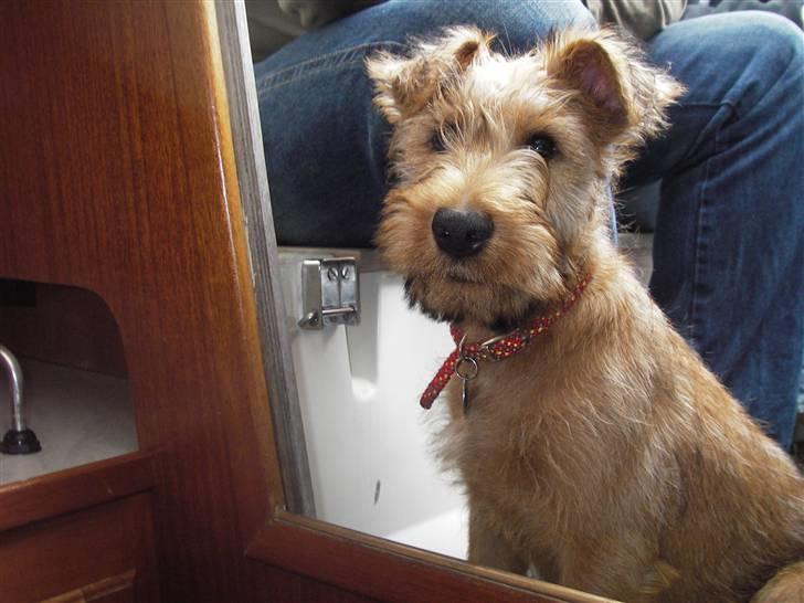 Irsk terrier Freja - som hvalp om bord på "skivet"  :p billede 1