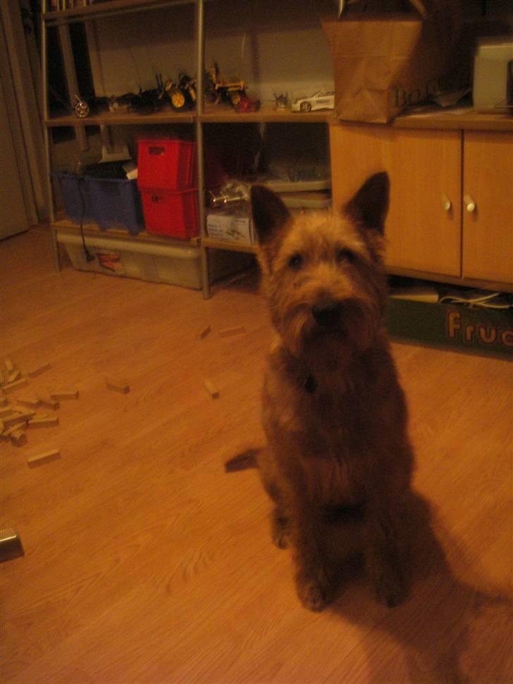 Irsk terrier Freja billede 3