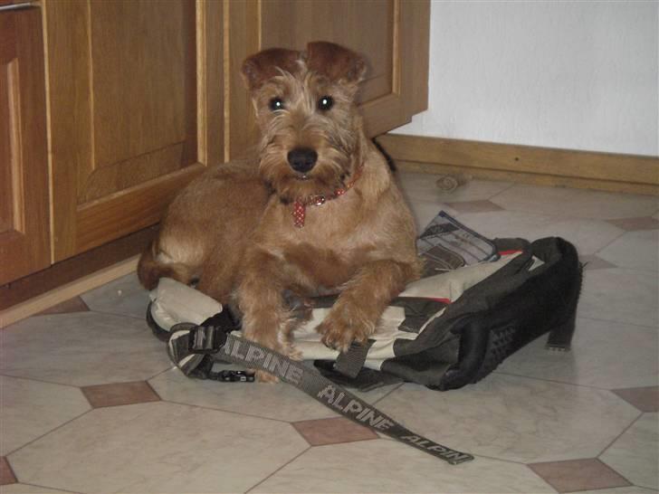 Irsk terrier Freja - Første trimning fra trim kurse i terier klub hvor de limede hendes øre til panden med textil lim så de skulle kuomme til at ligge ned som de gør på terier   se hvad resultatet blev = mission failed ! billede 6