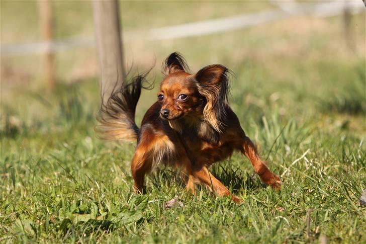 Russisk toy terrier Carskoe Zolotce Mazasis   - en finte - april 09 billede 20