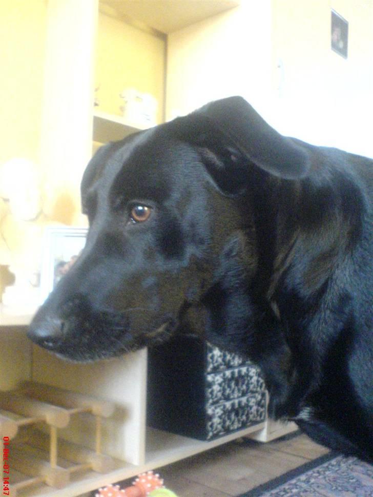 Blanding af racer Neja R.I.P billede 6