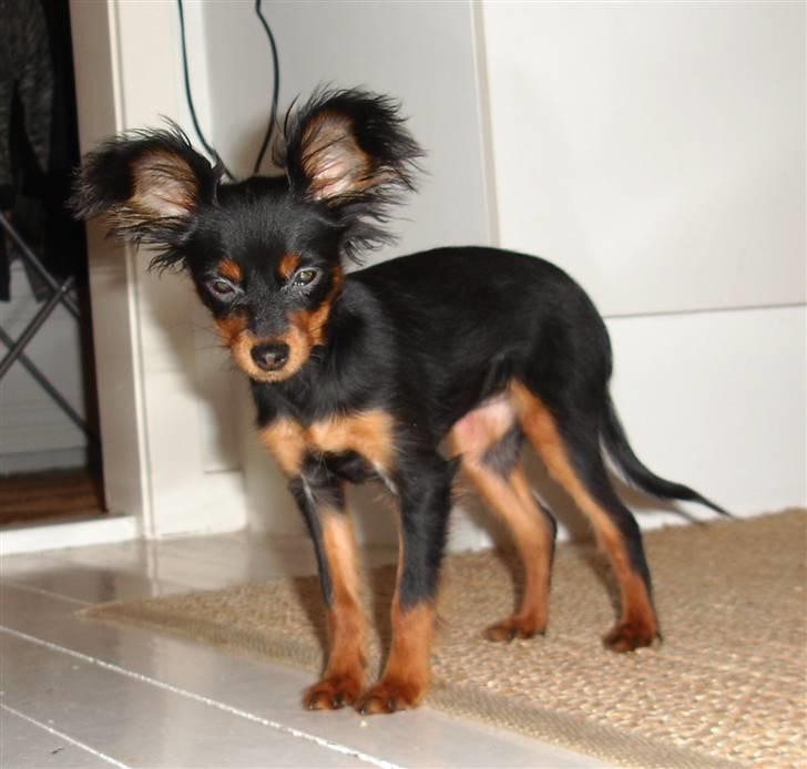 Russisk toy terrier Jaroslavna Mazasis Elfas billede 3