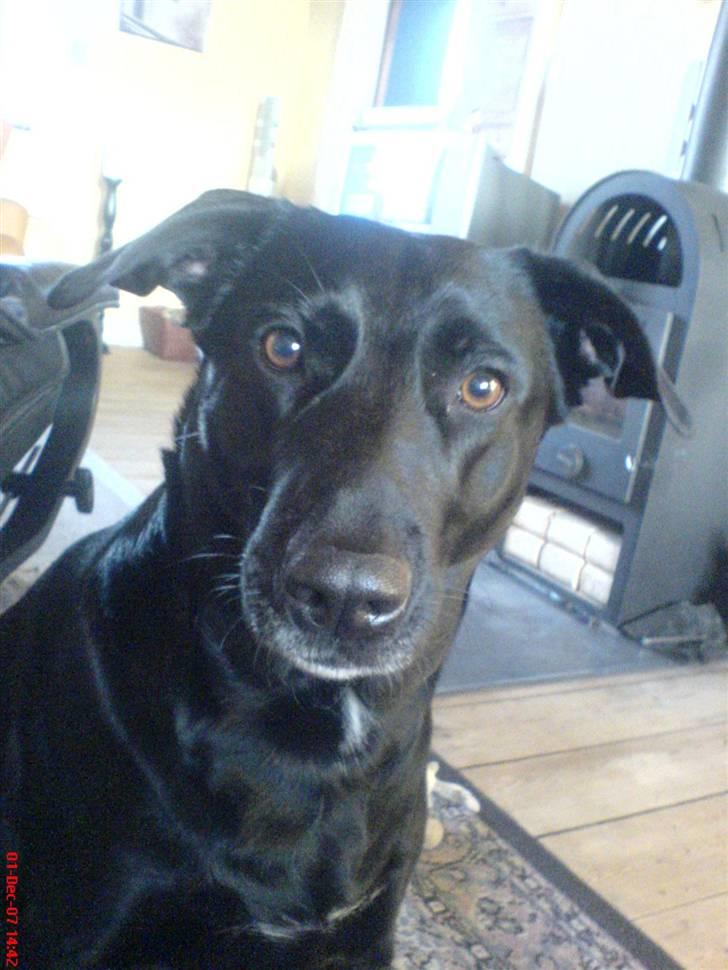 Blanding af racer Neja R.I.P billede 7