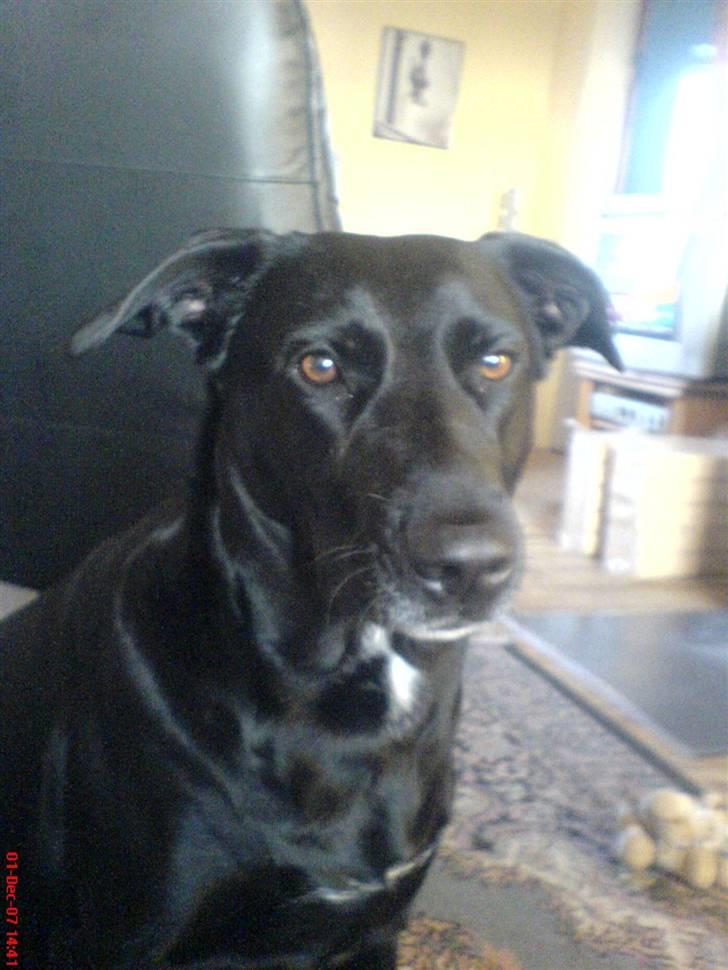 Blanding af racer Neja R.I.P billede 8