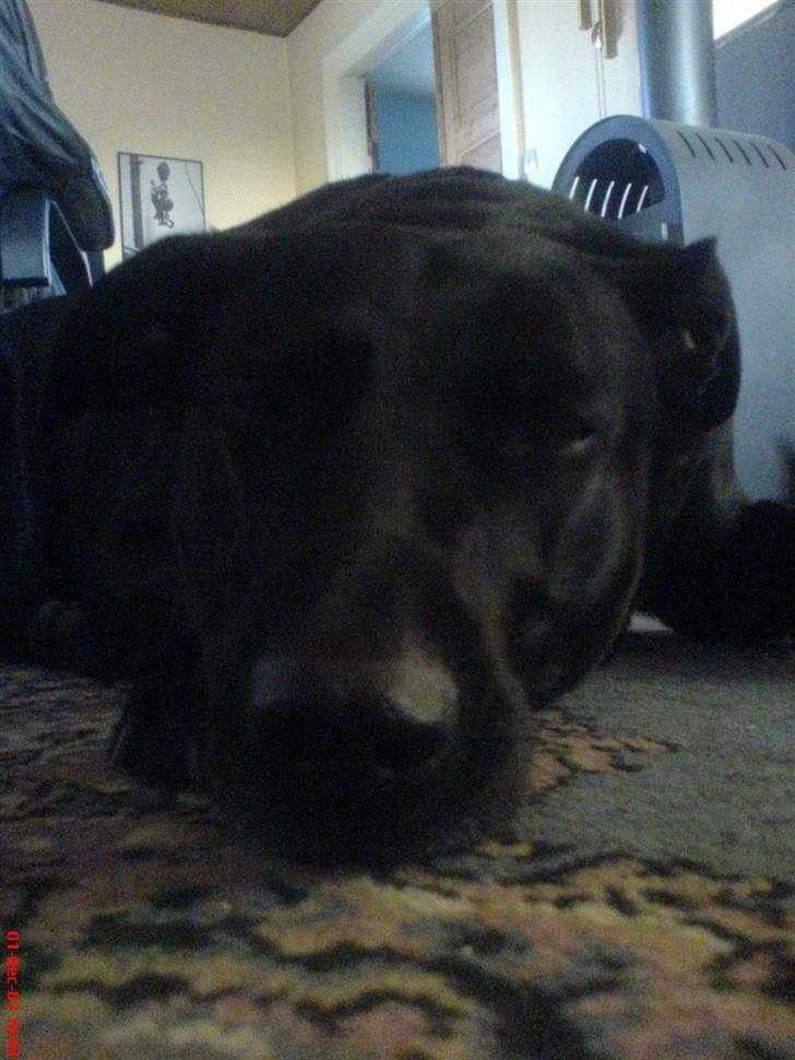 Blanding af racer Neja R.I.P billede 9