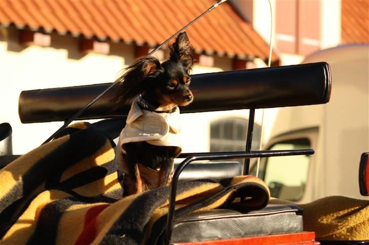 Russisk toy terrier Jaroslavna Mazasis Elfas - Mio som hestevognskusk okt 09 billede 4