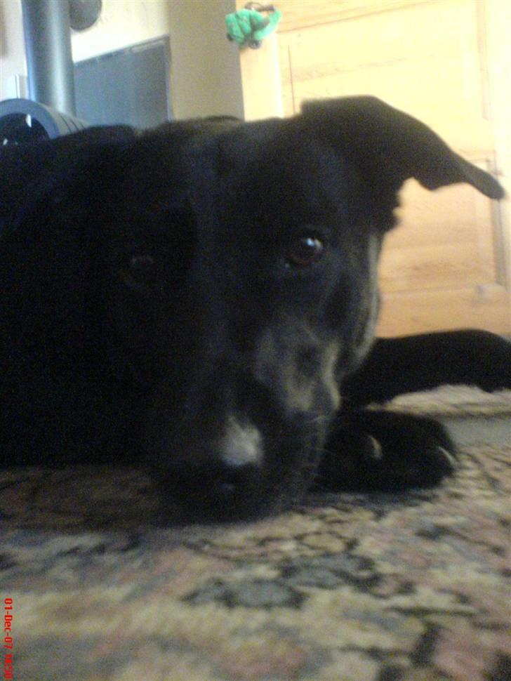 Blanding af racer Neja R.I.P billede 10