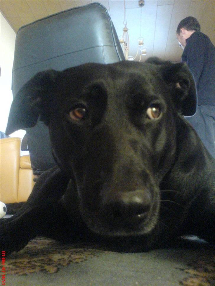 Blanding af racer Neja R.I.P billede 11