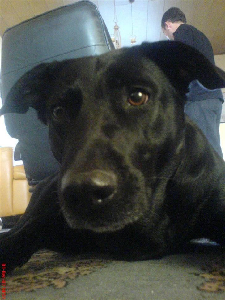 Blanding af racer Neja R.I.P billede 12