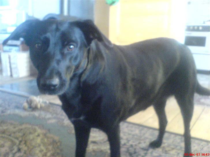 Blanding af racer Neja R.I.P billede 13