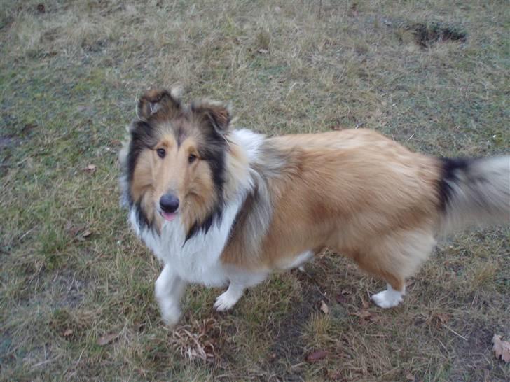 Collie langhåret Kenzo billede 3