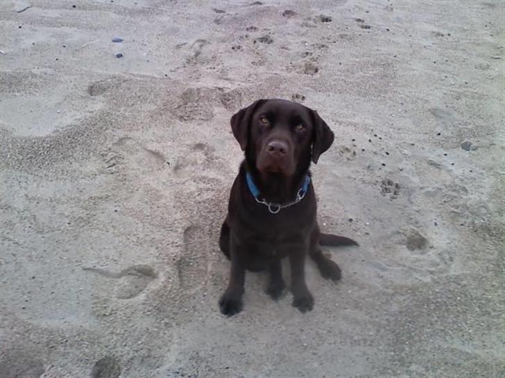 Labrador retriever Gizmo billede 18