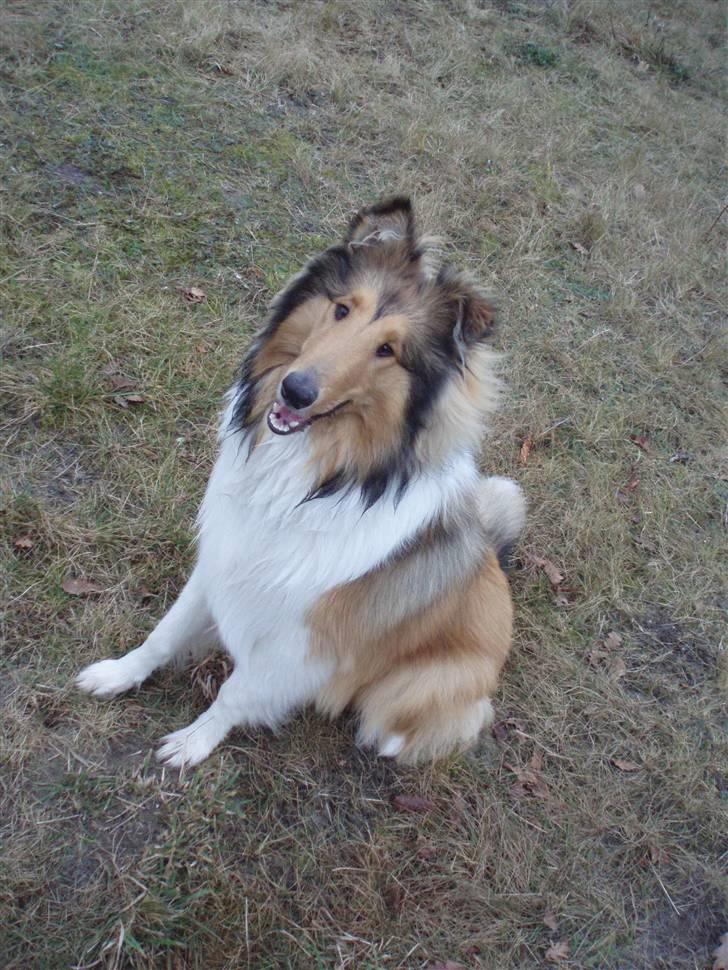 Collie langhåret Kenzo billede 4