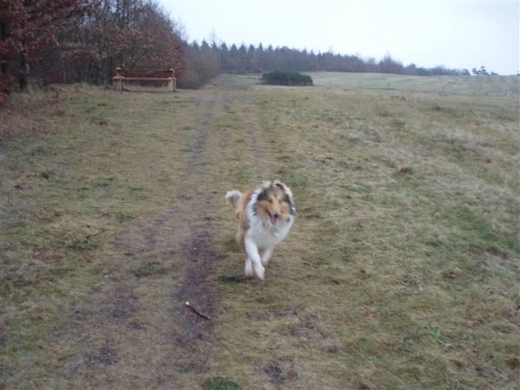 Collie langhåret Kenzo billede 5