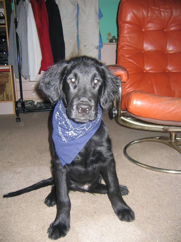 Flat coated retriever Kewin - leger lige cowdog:p billede 1