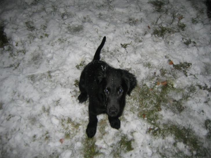 Flat coated retriever Kewin - Mig der sidder i sneen det er sjovt og lege  billede 2