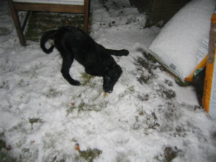 Flat coated retriever Kewin - sagde jo det var sjovt:) billede 3