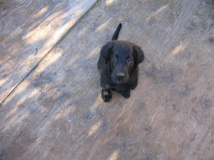 Flat coated retriever Kewin - er jeg ikke sød billede 4