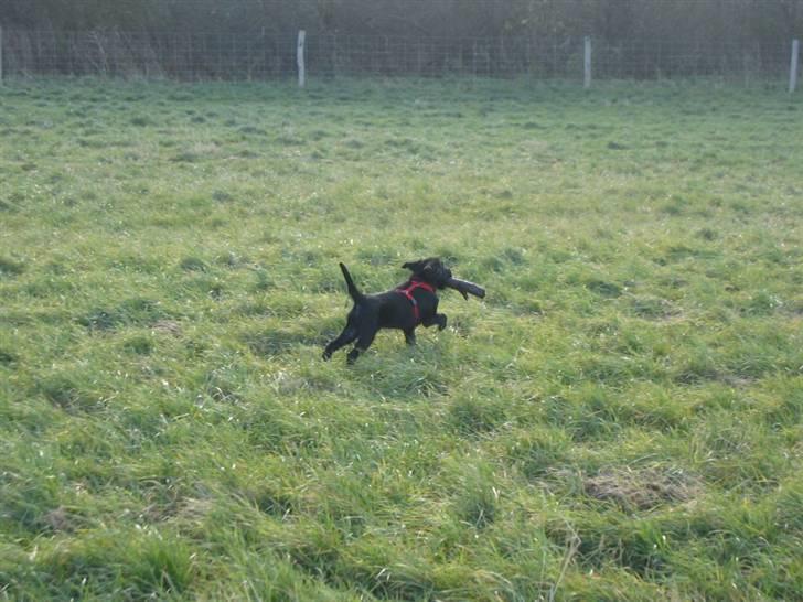 Flat coated retriever Kewin - det er min pind  weee  billede 5