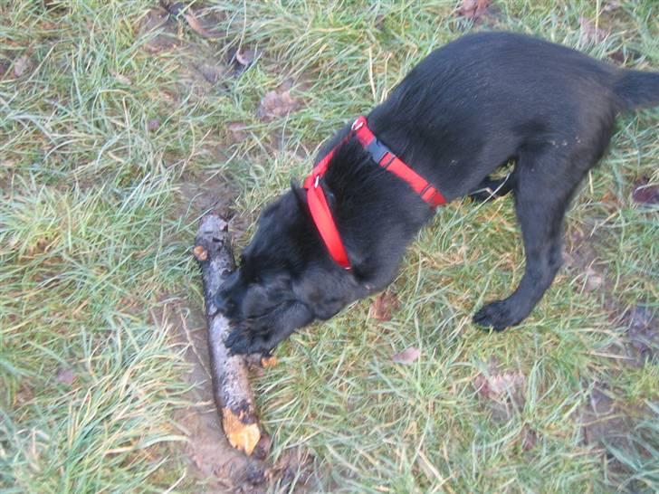 Flat coated retriever Kewin - men nu skal den dø billede 6