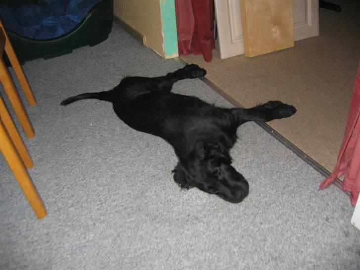 Flat coated retriever Kewin - man bliver træt af alt det løberi billede 7