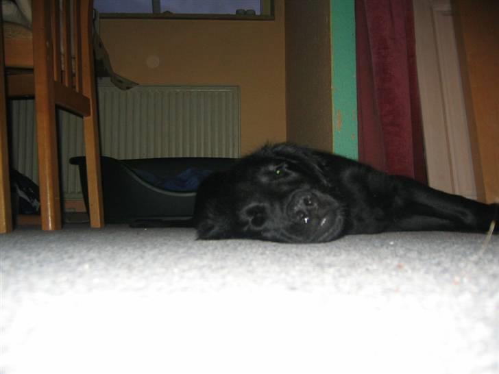 Flat coated retriever Kewin - se hvor træt jeg er  billede 8