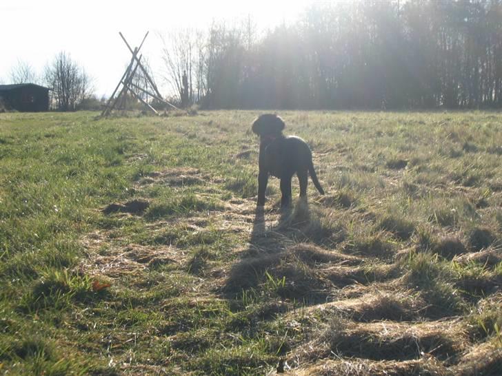 Flat coated retriever Kewin - men næste dag skal jeg ud og opleve mere billede 9