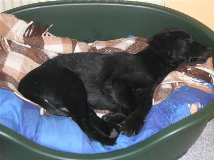 Flat coated retriever Kewin - så skal jeg sove igen tak fordi i kiggede giver i ikke lige en stemme billede 10