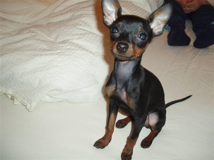 Prazsky krysarik Gucci billede 1