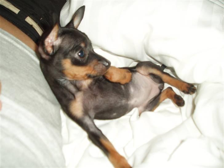 Prazsky krysarik Gucci - ja slapper lige af her :)  billede 2