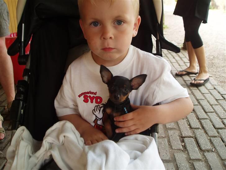 Prazsky krysarik Gucci - søskende hehe billede 3