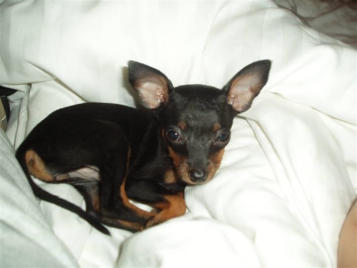 Prazsky krysarik Gucci - jeg er sååå træt billede 4