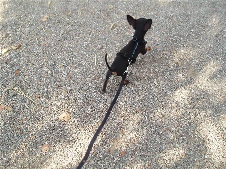 Prazsky krysarik Gucci billede 5