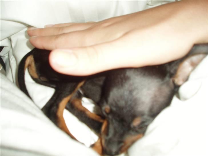 Prazsky krysarik Gucci - jeg er så lille :) billede 6