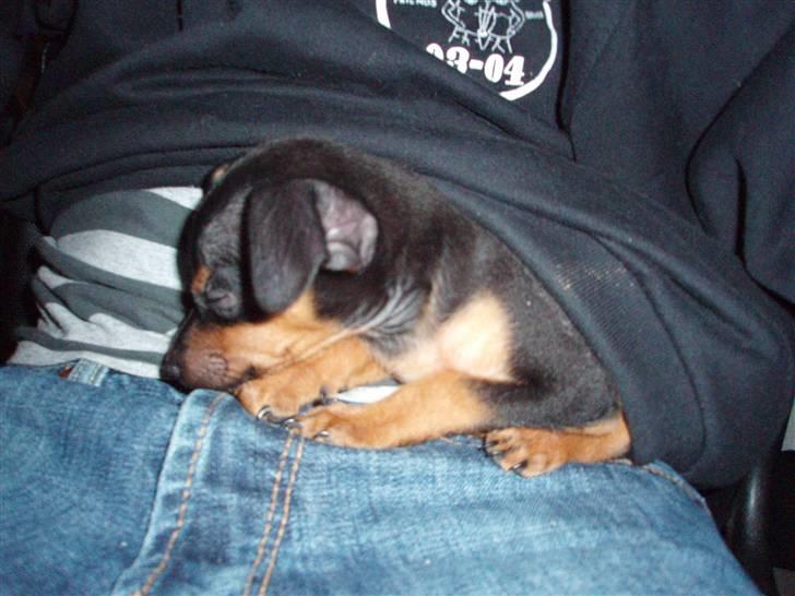 Prazsky krysarik shoco - her er trygt og lunt billede 1