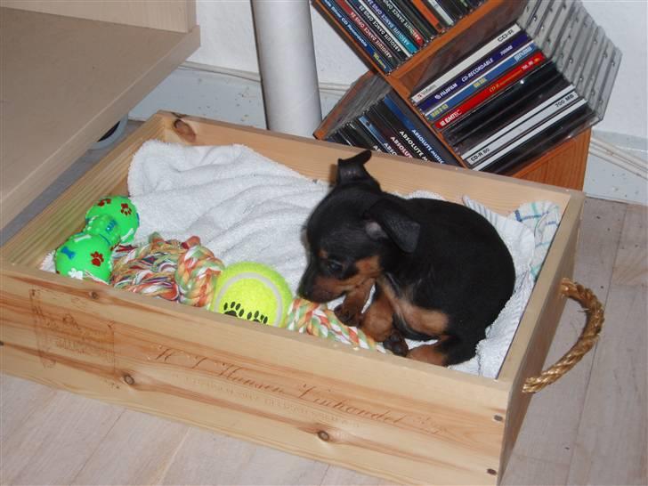 Prazsky krysarik shoco - har jeg nu alt mit legetøj(kigger bekymret omkring) billede 2