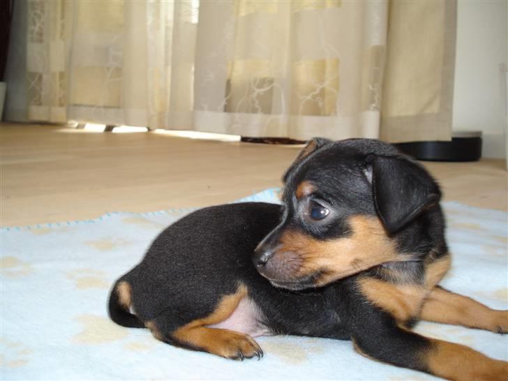 Prazsky krysarik shoco - mor hvor er du billede 3