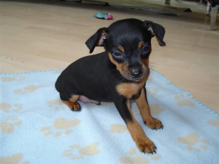 Prazsky krysarik shoco - se hvor pænt jeg sidder billede 4