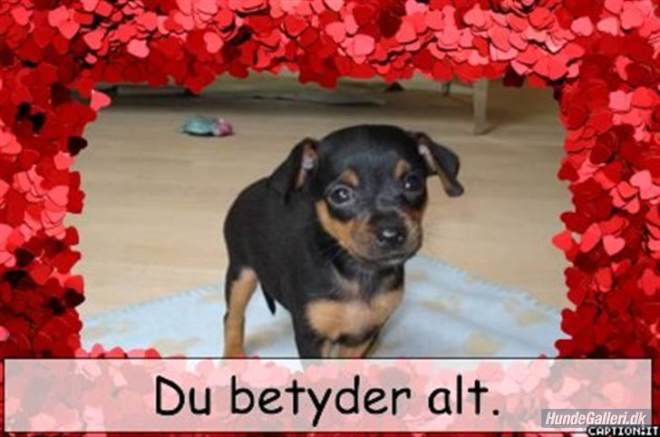 Prazsky krysarik shoco - skal vi lege eller hva` billede 5