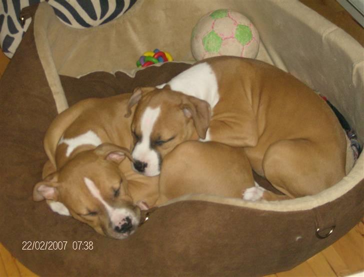 Amerikansk staffordshire terrier Miklo - Slapper lige lidt af med min søster.. billede 4