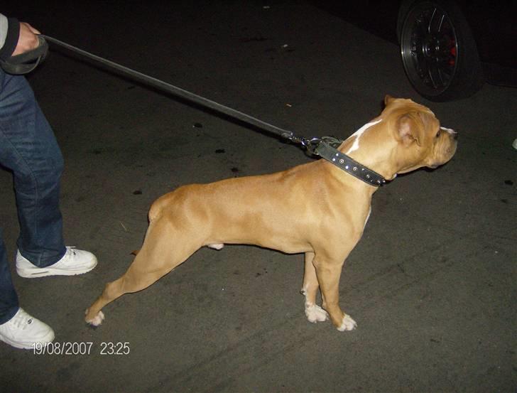 Amerikansk staffordshire terrier Miklo billede 5