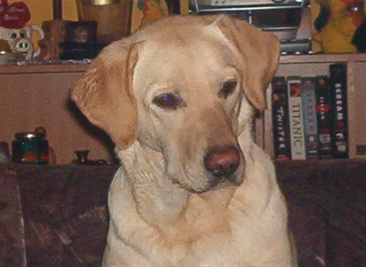 Blanding af racer Mischa - her sidder hun og kigger ud af vinduet..og venter på Coco .. ;o) billede 19