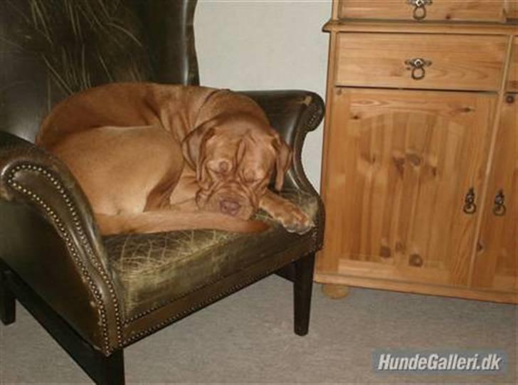 Dogue de bordeaux Betty (sveske) R.I.P.  -  var der nogen der sagde flyveører....... billede 17